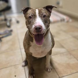 Photo for 154072 [377580]