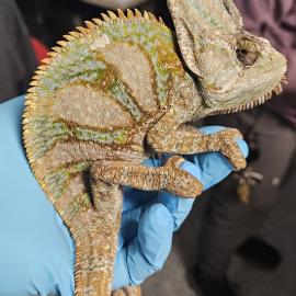 Photo for 154083 [377585]