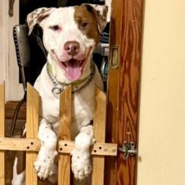 Photo for 154087 [Bean (cornucopia)]