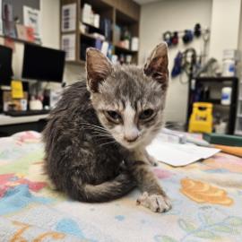 Photo for 154100 [377653]