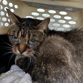 Photo for 154106 [377659]