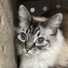 Photo for 154108 [377660]