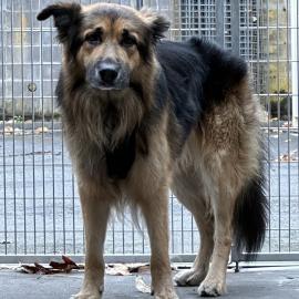 Photo for 154115 [Mischa]