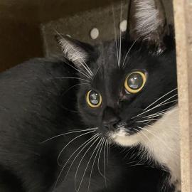 Photo for 154132 [Sugarplum]