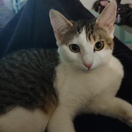 Photo for 154136 [Luna]