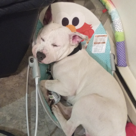 Photo for 154169 [Ahkk]