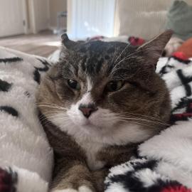 Photo for 154171 [Grumpy ]