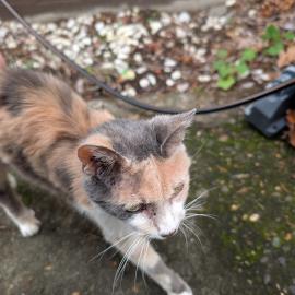 Photo for 154176 [fr154176]