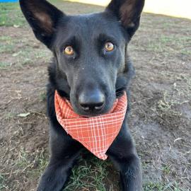 Photo for 154242 [Frankie]