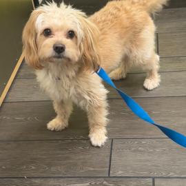 Photo for 154262 [Chewy]