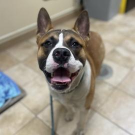 Photo for 154310 [Ruckus]