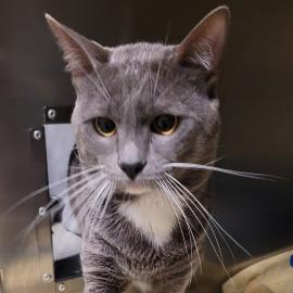 Photo for 154323 [Louffy]