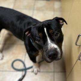 Photo for 154345 [377880]