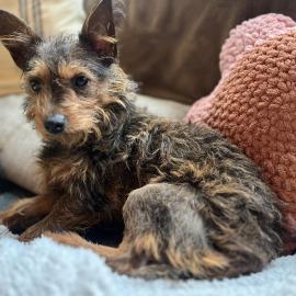 Photo for 154351 [Scooter]