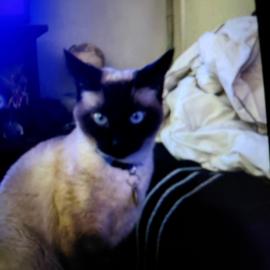 Photo for 154362 [PrettyBoy]