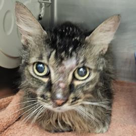 Photo for 154374 [377901]