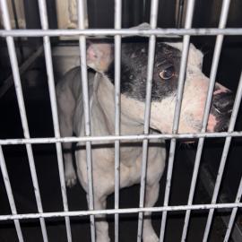 Photo for 154397 [Rosey]