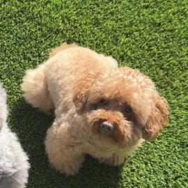 Photo for 154399 [Mocha]