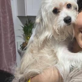 Photo for 154401 [Principe]