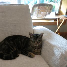 Photo for 154412 [Chester]