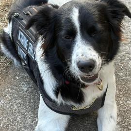 Photo for 154426 [Luna]