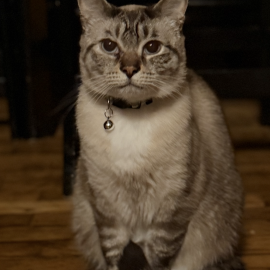 Photo for 154438 [Azuzu]