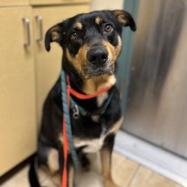 Photo for 154480 [378040]