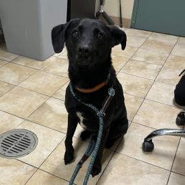 Photo for 154512 [Krampus]