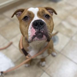 Photo for 154558 [Chum Chum]