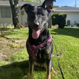 Photo for 154568 [Bella]