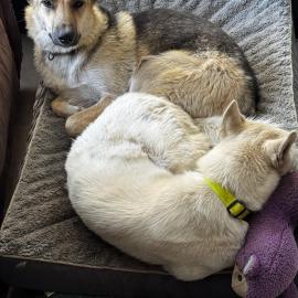 Photo for 154572 [Kimchi]