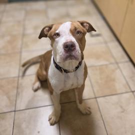 Photo for 154621 [Gingerbread Man]