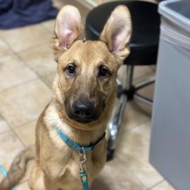 Photo for 154644 [Scooby]