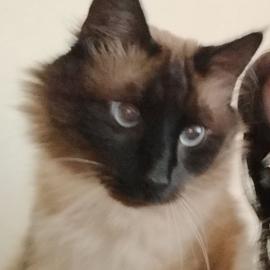 Photo for 154668 [Bern]