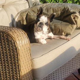 Photo for 154712 [Romeo]