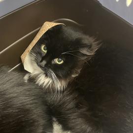 Photo for 154743 [378283]