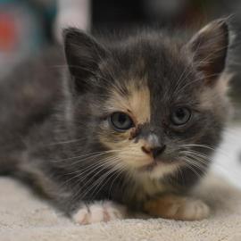 Photo for 154752 [378294]