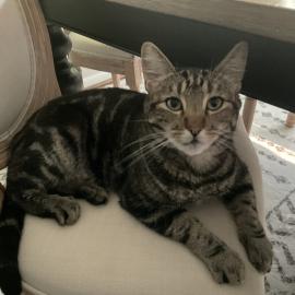 Photo for 154798 [Leo]