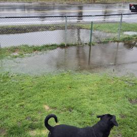 Photo for 154833 [Kodiack ]