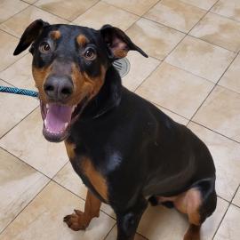 Photo for 154862 [Flint]