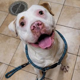 Photo for 154864 [Freckles]