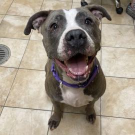 Photo for 154880 [Athena]