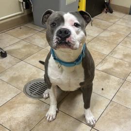 Photo for 154882 [Athena]