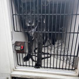 Photo for 154890 [Theodore]