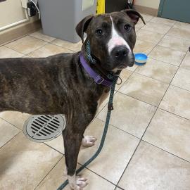 Photo for 154898 [378401]