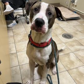 Photo for 154900 [378402]