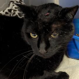 Photo for 154905 [378420]