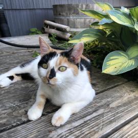 Photo for 154916 [Callie]