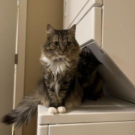 Photo for 154920 [Millie]