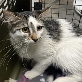 Photo for 154955 [378470]